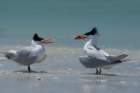 dsc02462_small.jpg