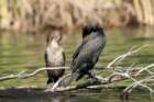 dsc03241_small.jpg