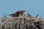 dsc03254_small.jpg