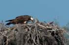 dsc03258_small.jpg