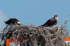 dsc03279_small.jpg