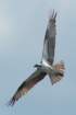 dsc03450_small.jpg