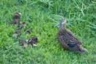 dsc03558_small.jpg