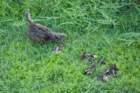 dsc03575_small.jpg