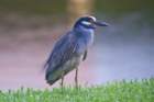 dsc03716_small.jpg