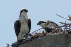 dsc03675_small.jpg