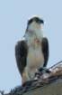 dsc03678_small.jpg