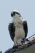 dsc03679_small.jpg