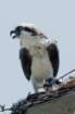 dsc03682_small.jpg