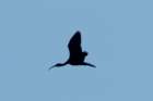 dsc03972_small.jpg