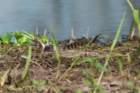 dsc04020_small.jpg
