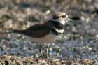 dsc04056_small.jpg