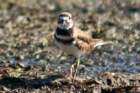 dsc04060_small.jpg