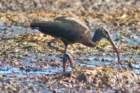 dsc04087_small.jpg