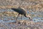 dsc04089_small.jpg