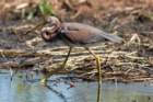 dsc04118_small.jpg