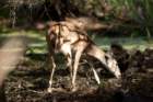 dsc04173_small.jpg
