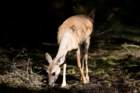 dsc04176_small.jpg