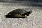dsc04182_small.jpg