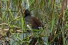 dsc04214_small.jpg