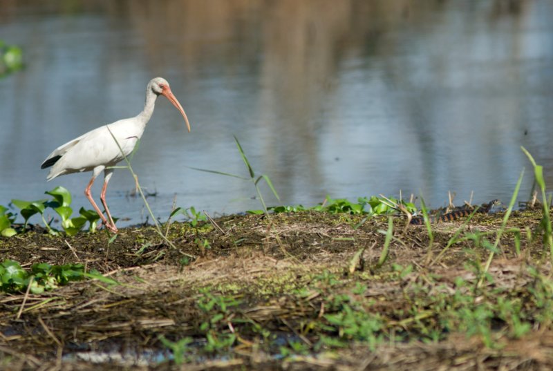 white_ibis_snake white_ibis_snake.jpg