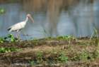 white_ibis_snake_small.jpg