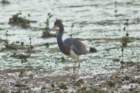 dsc00053_small.jpg