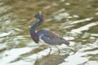 dsc00064_small.jpg