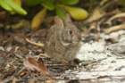 dsc00103_small.jpg