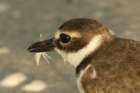 dsc00183_small.jpg