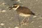 dsc00194_small.jpg