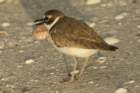 dsc00197_small.jpg