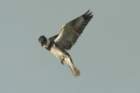 dsc00245_small.jpg