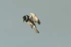 dsc00248_small.jpg