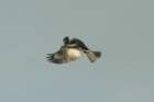 dsc00249_small.jpg