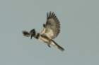 dsc00250_small.jpg