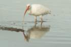 dsc00261_small.jpg