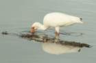 dsc00263_small.jpg