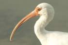 dsc00288_small.jpg