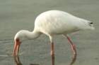 dsc00290_small.jpg