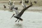 dsc00333_small.jpg