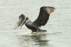 dsc00335_small.jpg