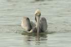 dsc00336_small.jpg