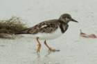 dsc00458_small.jpg