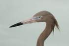 dsc00487_small.jpg