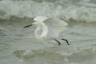 dsc00538_small.jpg