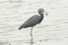 dsc00595_small.jpg