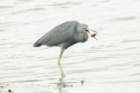 dsc00597_small.jpg