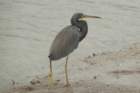 dsc00621_small.jpg