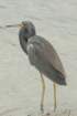 dsc00623_small.jpg